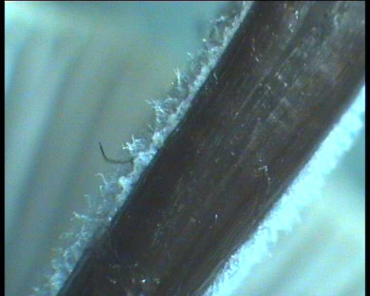 Mycena amicta   18.6.2004